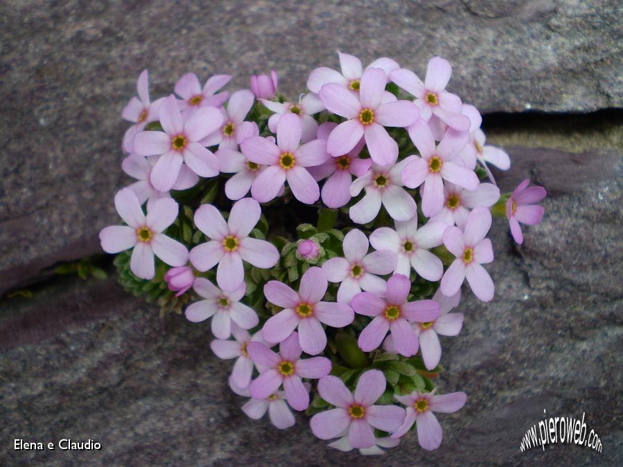 09 - un bellissimo mazzo di fiori!.jpg - 09 - un bellissimo bouquet di fiori!